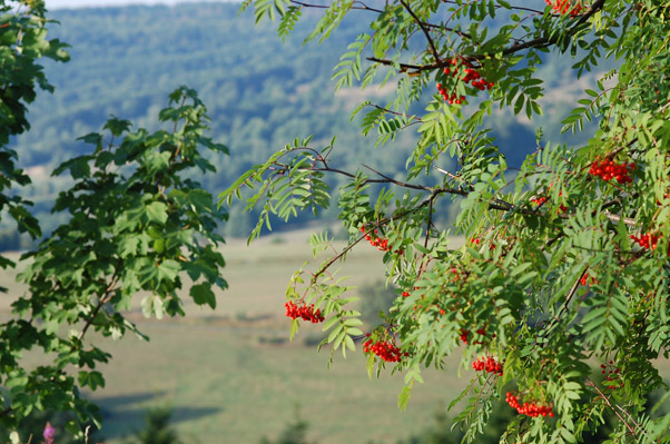 Eberesche