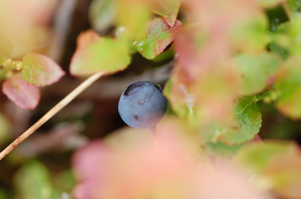Blaubeere