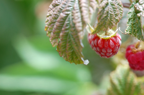 Himbeere