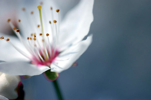 Anemone