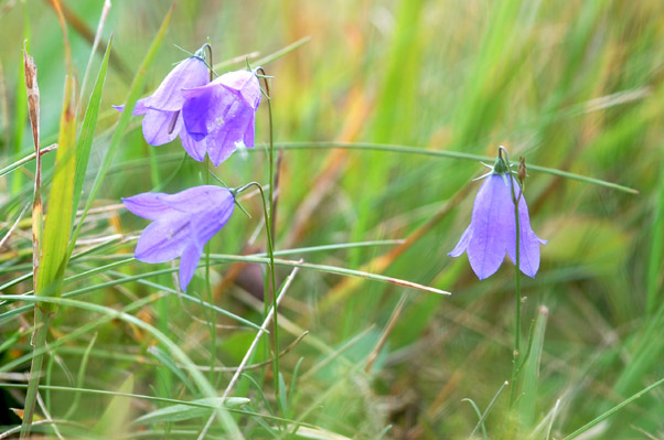 Glockenblume