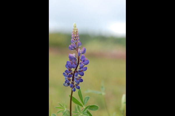 Lupine