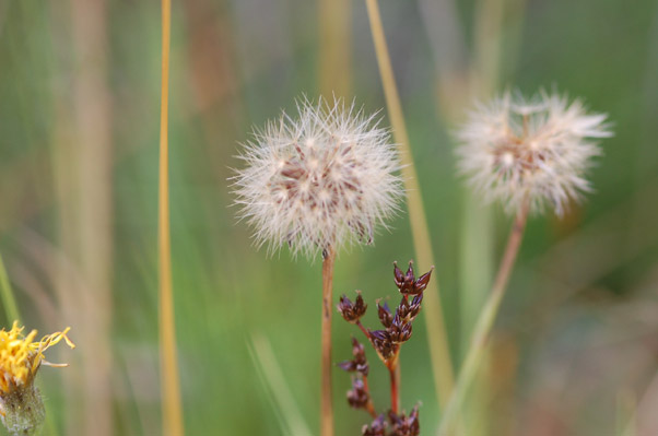 Pusteblume