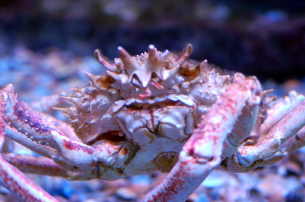 Seespinne