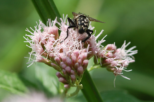 Fliege auf Bl�te