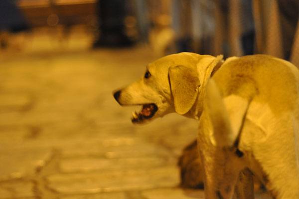 Hund-am-Hafen