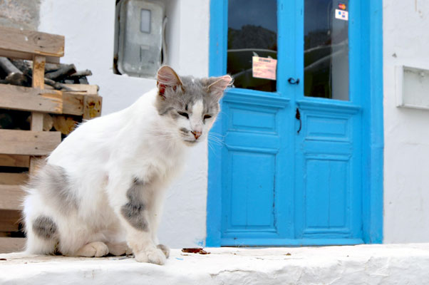 Katze auf Hydra