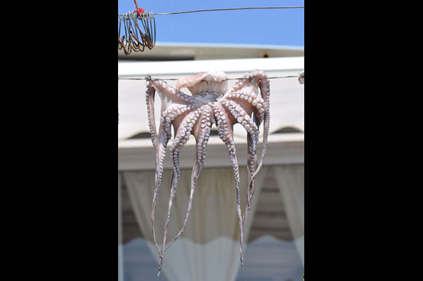 Oktopus beim Trocknen