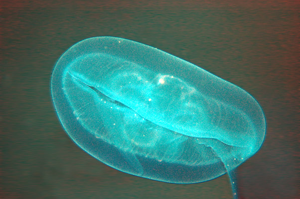 Ohrenqualle