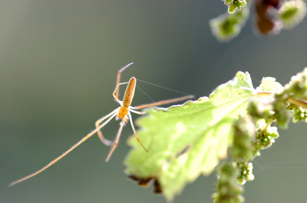 Spinne