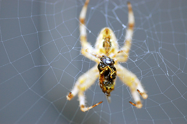 Spinne mit Wespe im Netz
