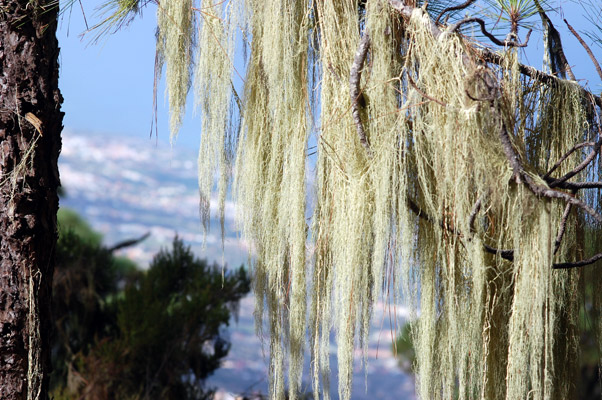 Teneriffa - Blick auf Puerto de la Cruz