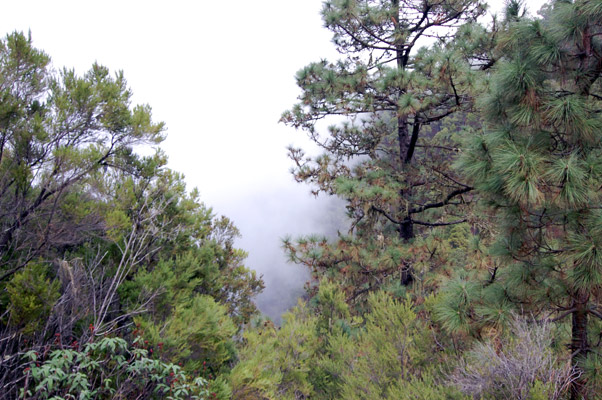 Teneriffa - Orotava-Tal