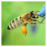 Biene mit Pollenhöschen